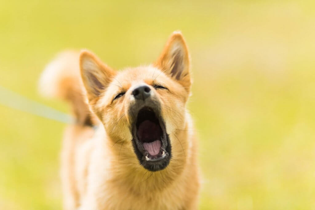 hond blaft midden in de nacht