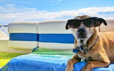 Hondencamera gebruiken op vakantie