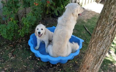 Top 4 zwembaden voor honden