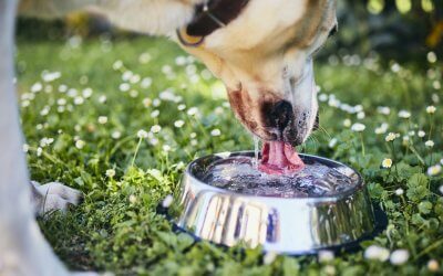 4 Voordelen van een drinkfontein voor je hond