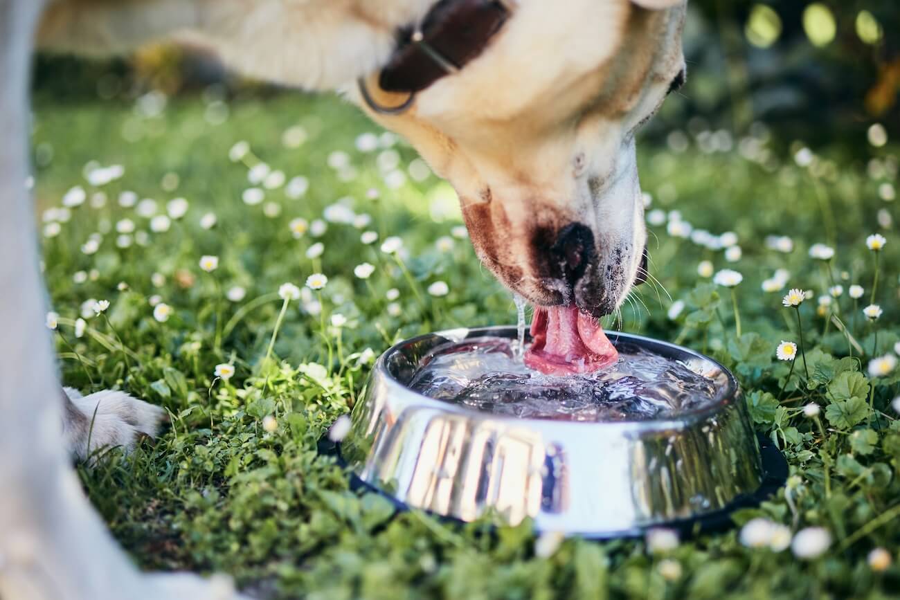 hond die water drinkt uit fontein