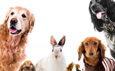 Wat is het verschil tussen een Hondencamera en Huisdiercamera?