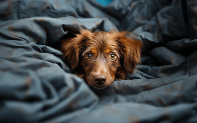 Vecht tegen scheidingsangst bij honden: Het geheim dat Hondencamera’s onthullen
